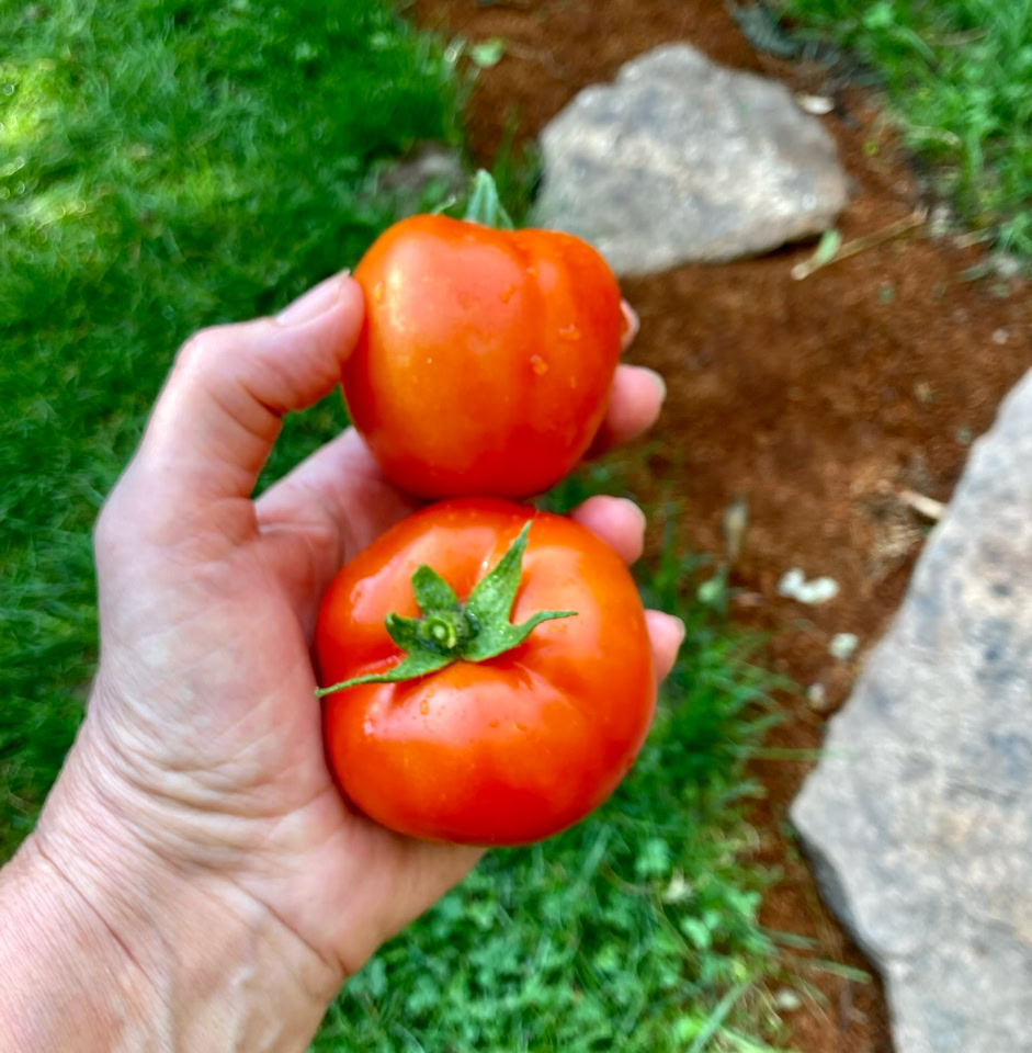 Sanka tomatoes - Помідори Санка