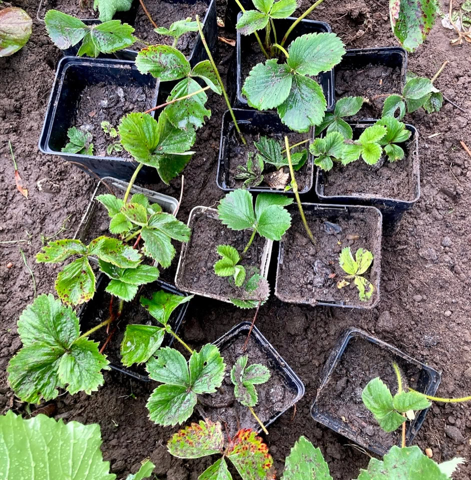 Strawberry runners - Пагони рослини полуниці 