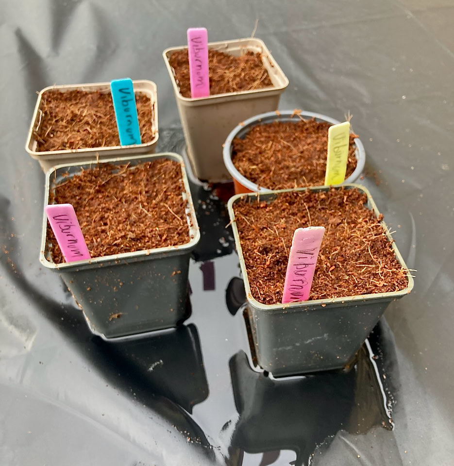 Viburnum seedlings - Розмноження калини