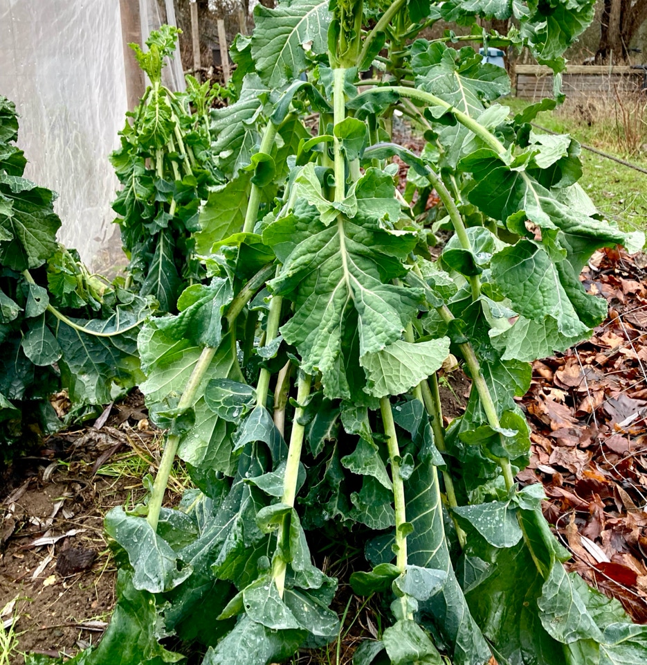 Vinter broccoli early sprouting