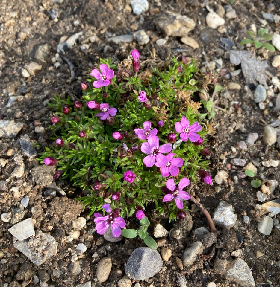 Tue-Limurt Silene acaulis pink