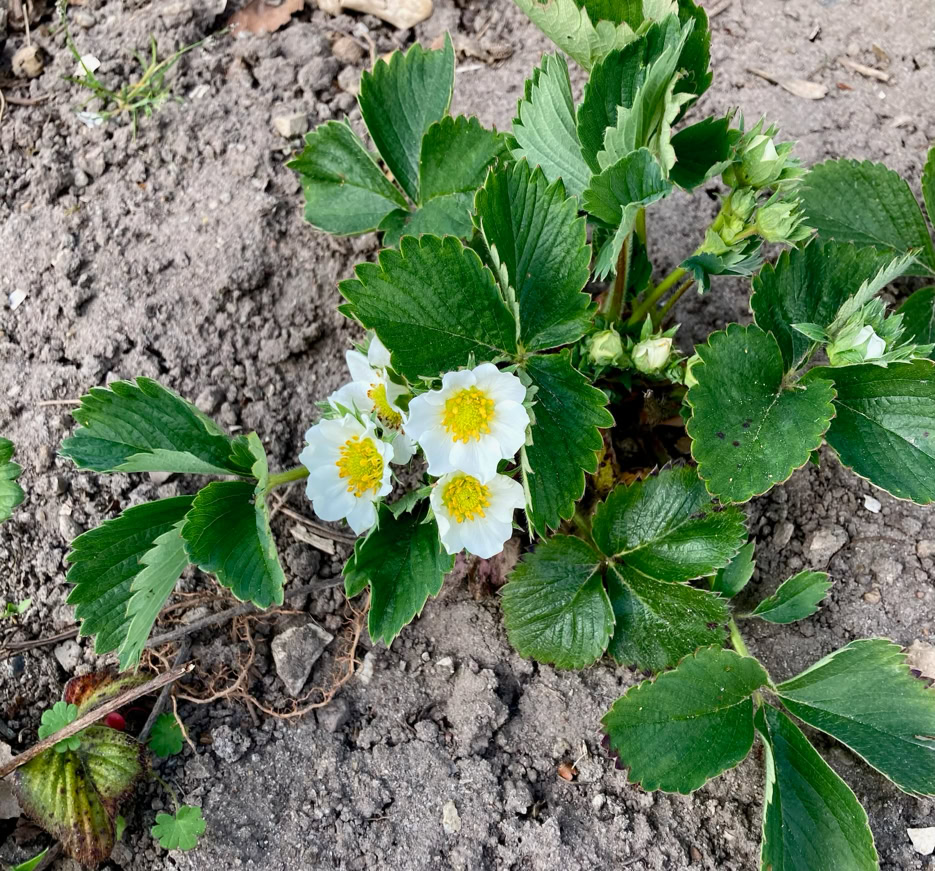 Strawberry plant - Полуниця