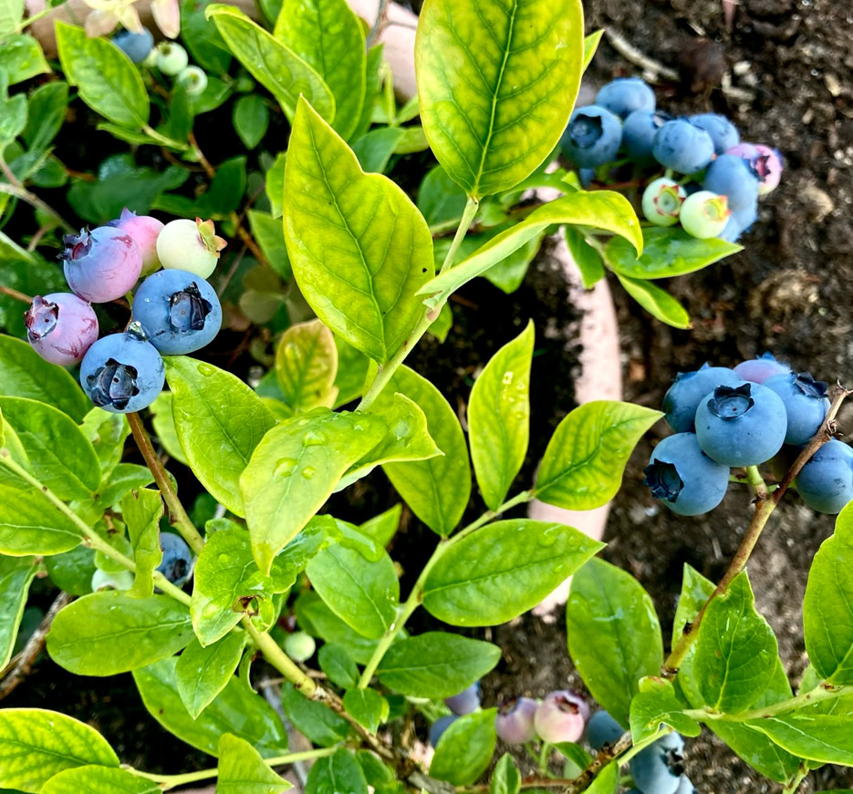 Blueberry bush - Чорничний кущ