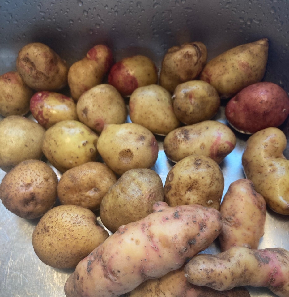 kartofler pink Fir Apple, Golden Wonder, Pirat, King Edward