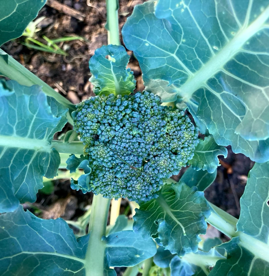 broccoli