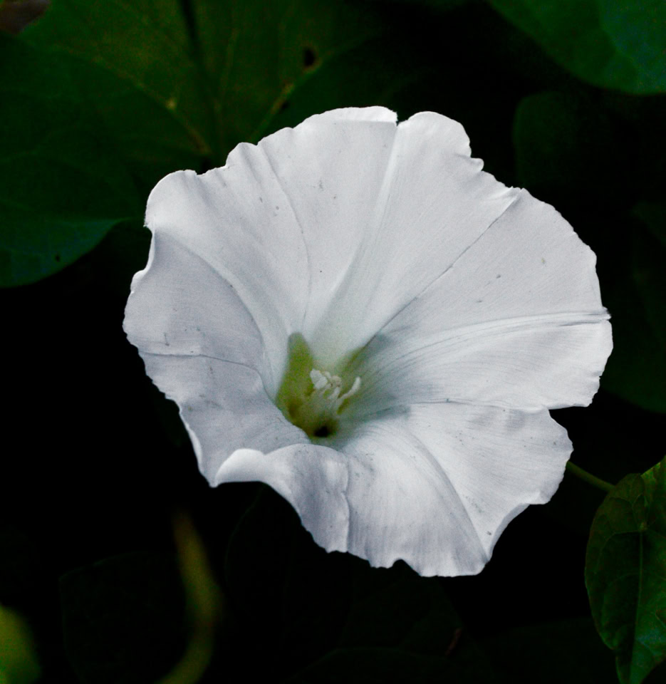 Ager snerle Convolvulus arvensis
