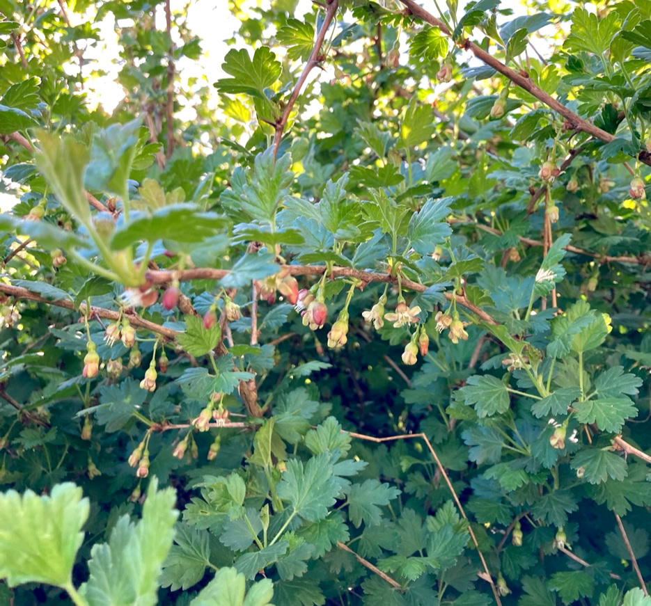 Gooseberry bush - Кущ аґрусу