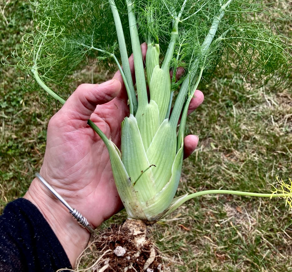 Organic Fennel - Органічний фенхель