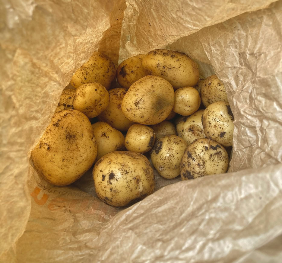 Early potatoes - Рання картопля
