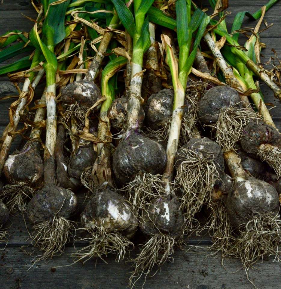 hardneck garlic slangehvidloeg