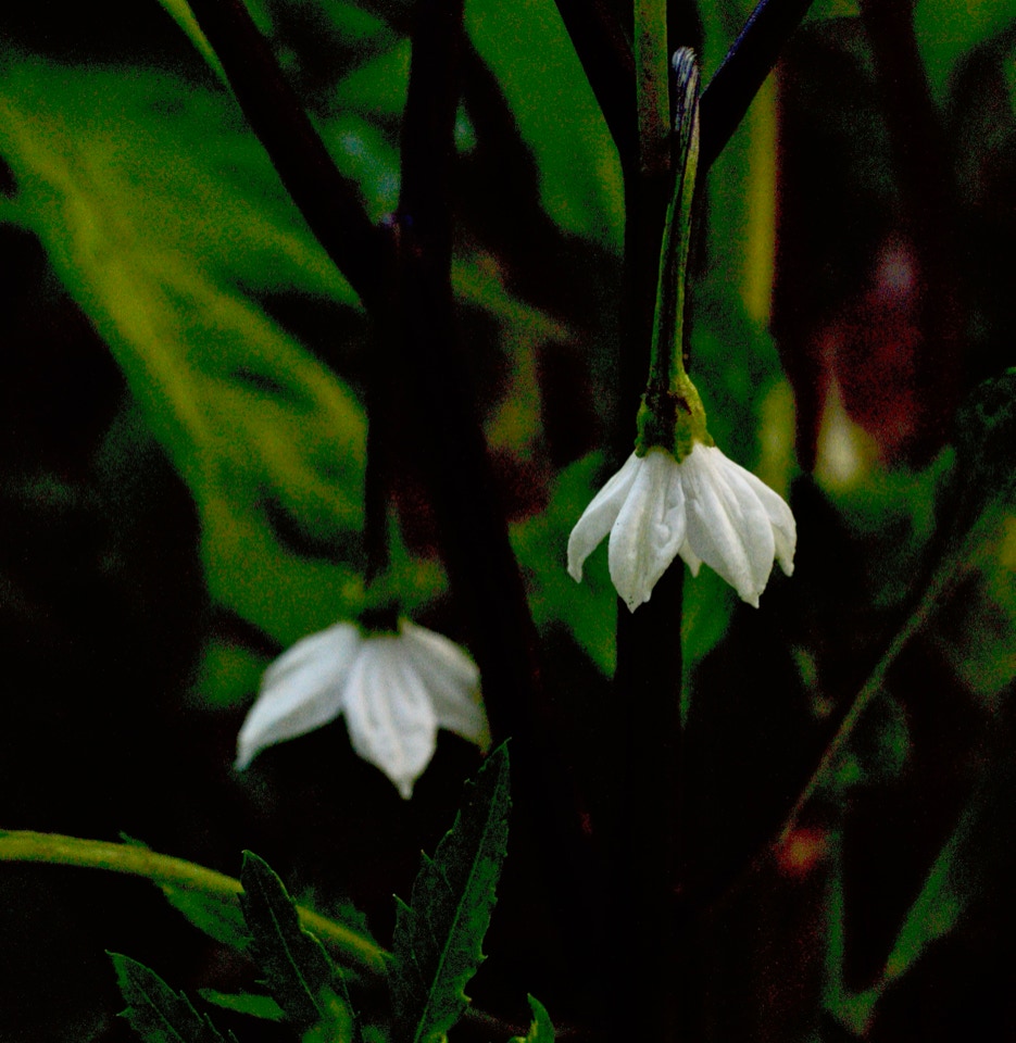 pepper flowers peberfrugt blomst