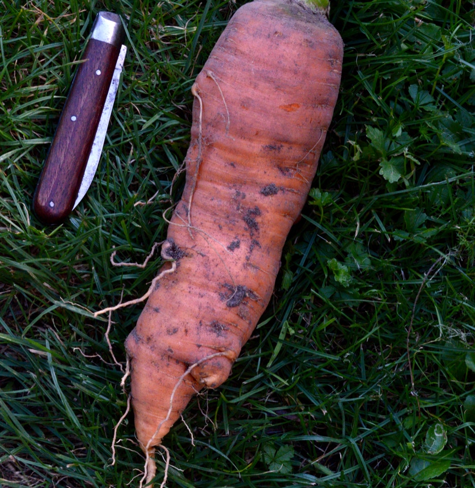 Carrot Autumn King gulerod