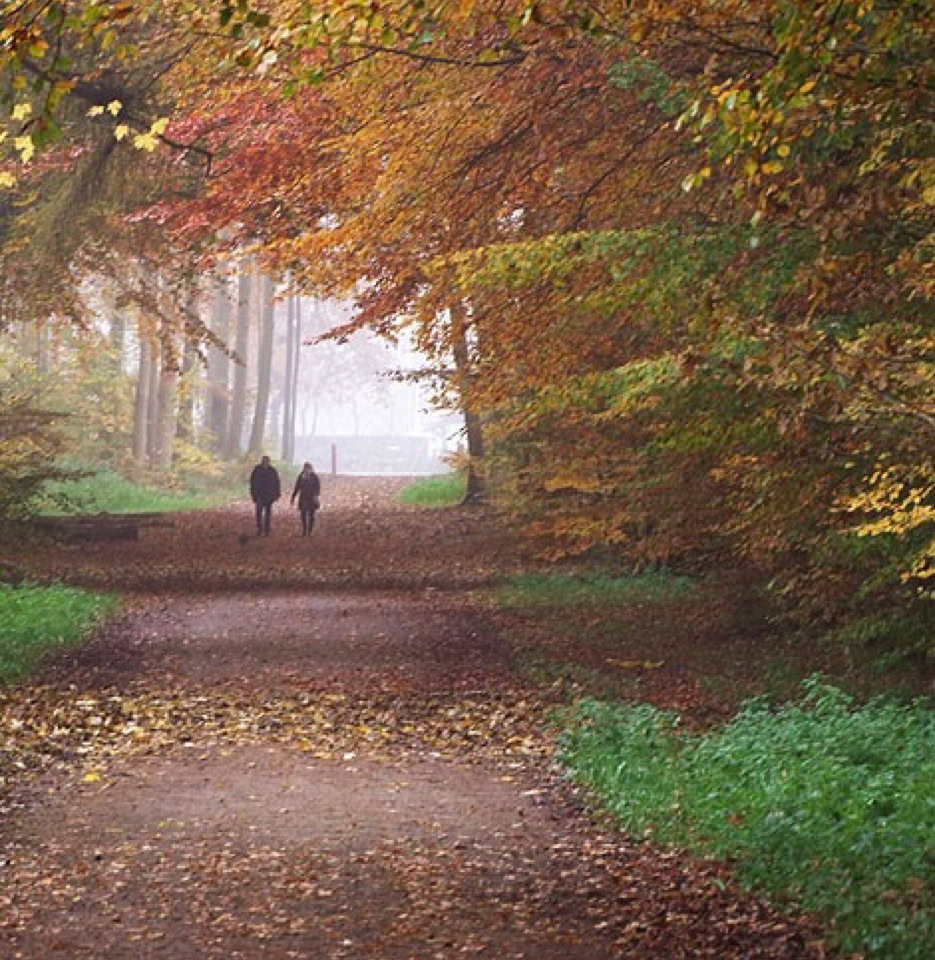 Danish Forest - У лісі