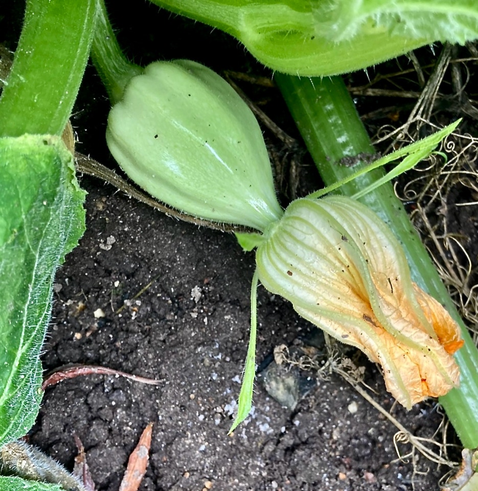 Acorn squash 'Mashed Potato'  
