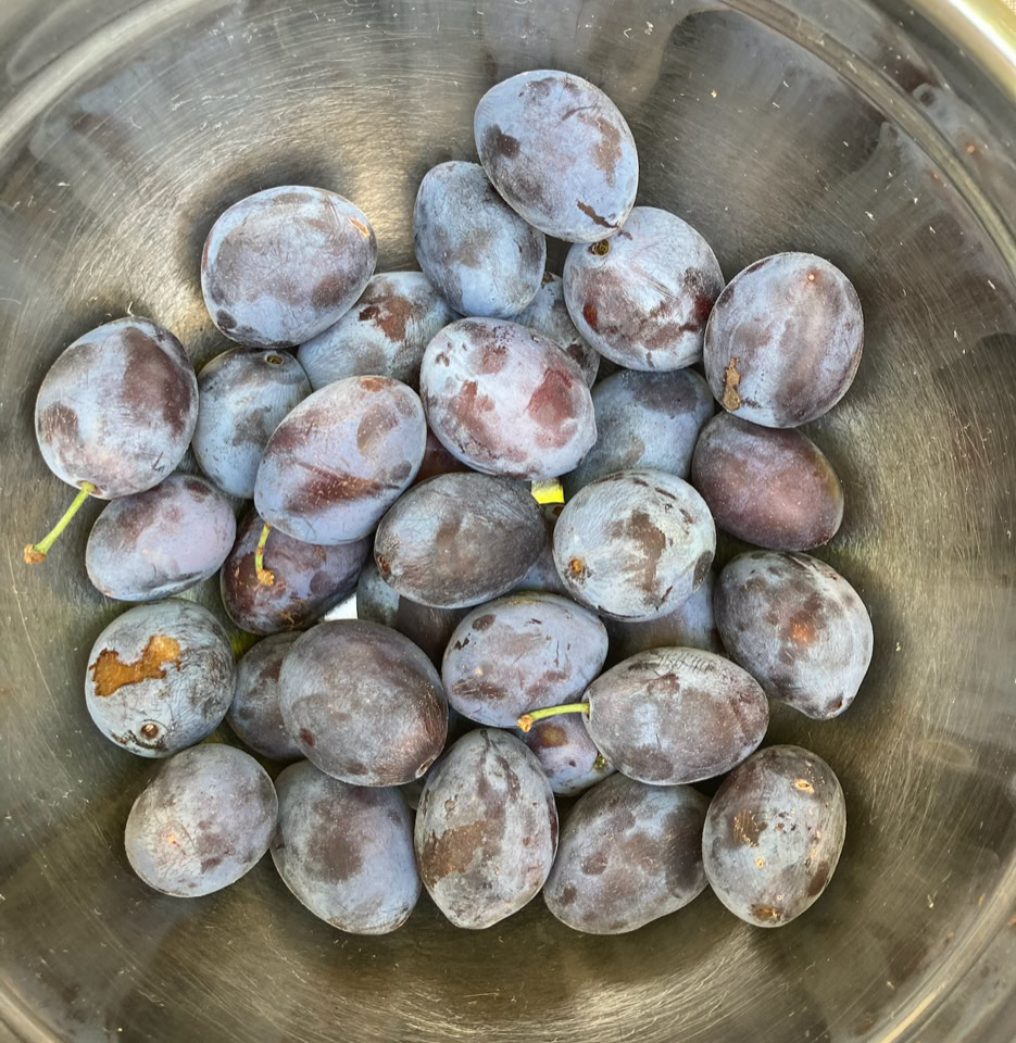 Blommer prunes
