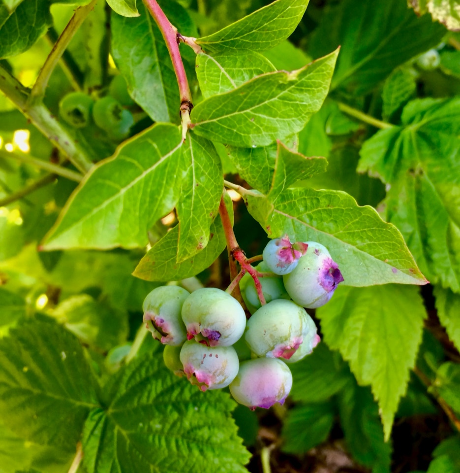 blueberries blaabaer busk