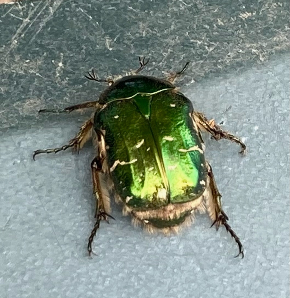 Guldbasse Cetonia aurata