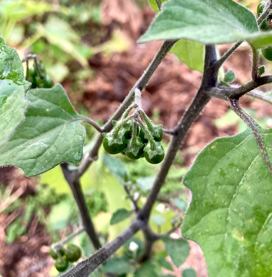 Otricoli Orange Berry - Отріколі Золота ягода