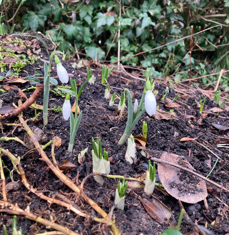Snow drops - Проліски 