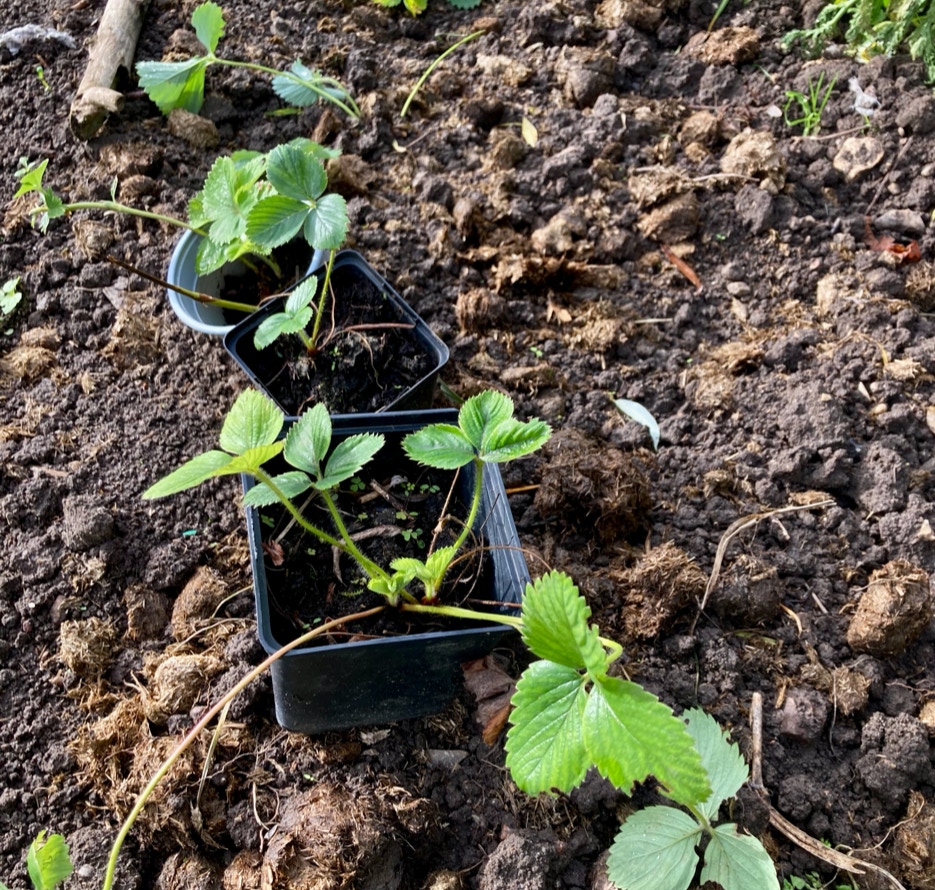 jordbaer planter strawberry plants