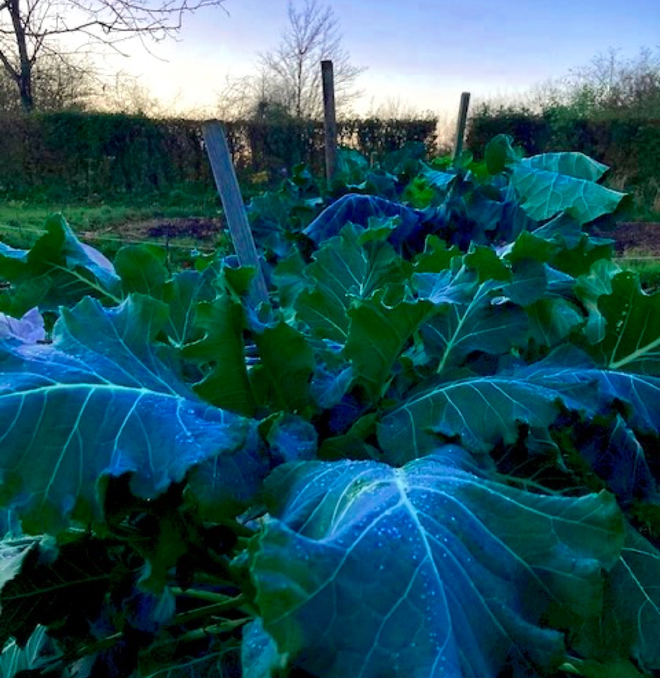 early sprouting broccoli vinter kaal
