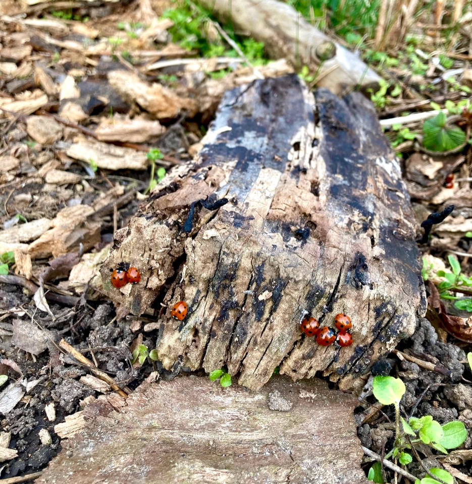 Mariehoens Ladybugs 