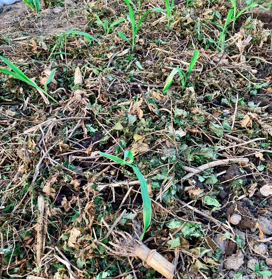 øko majs planter organic sweet corn plants