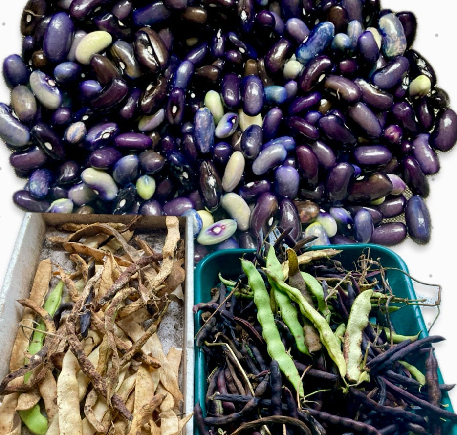 demi secs boenner beans