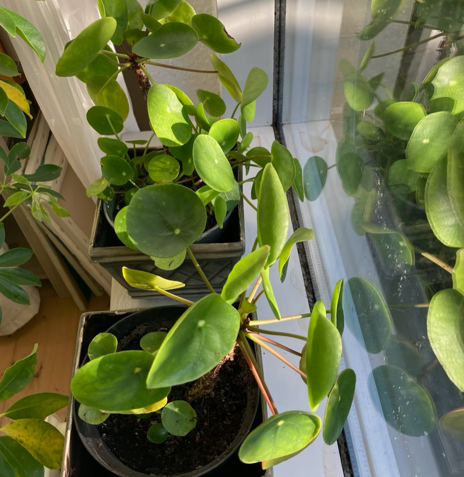 Pilea window sill - Пілея на підвіконні