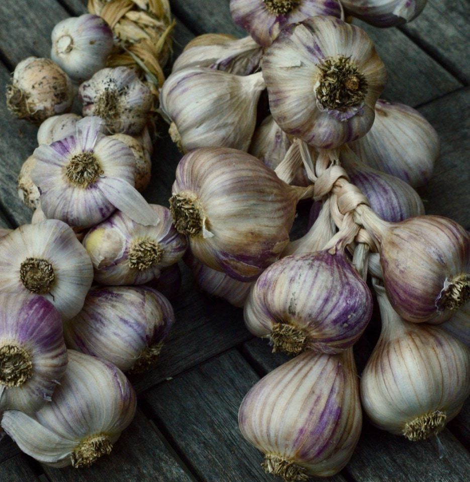 hvidloeg garlic softneck