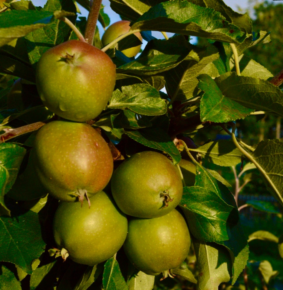 Pigeon aebler apples