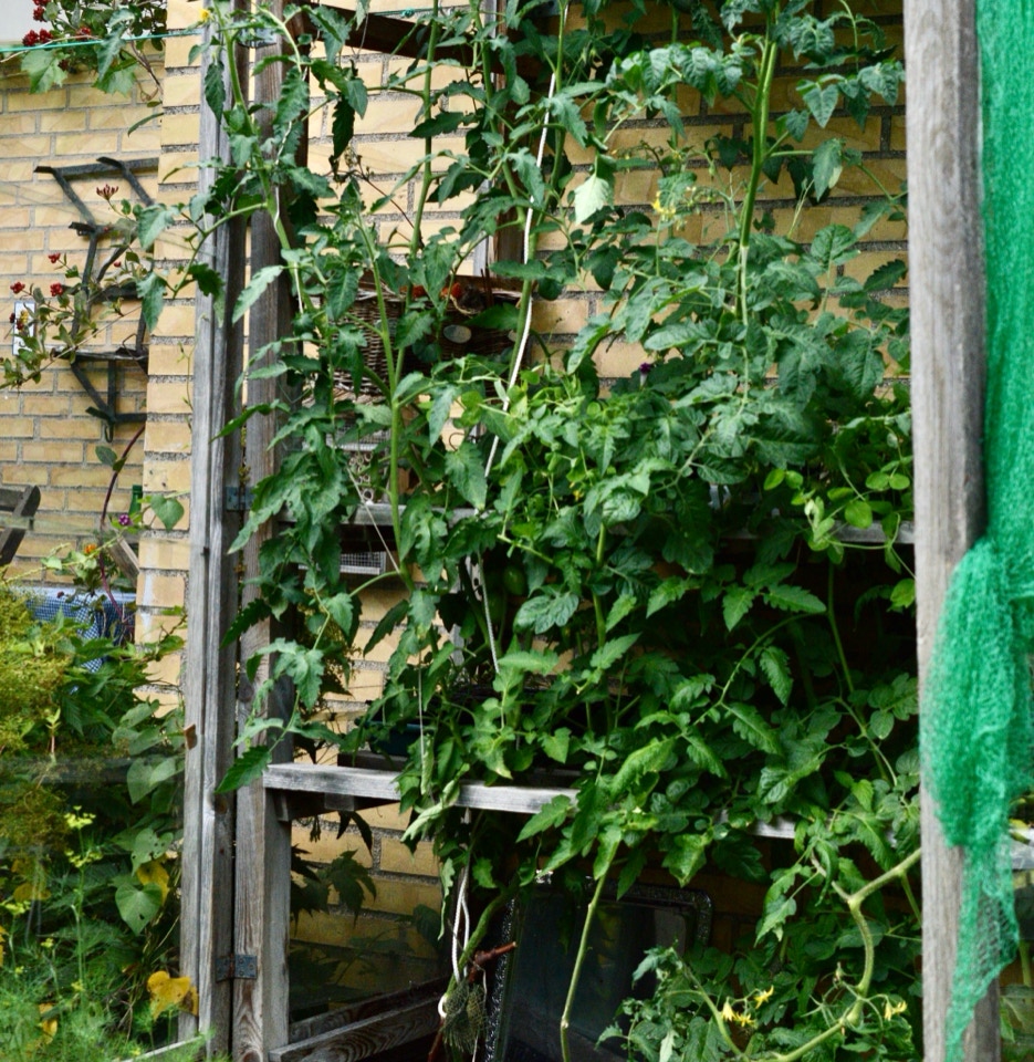 Tomat planter tomato plants 