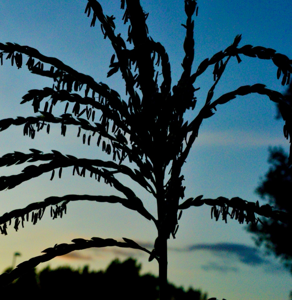 corn pollen stamens majs blomst