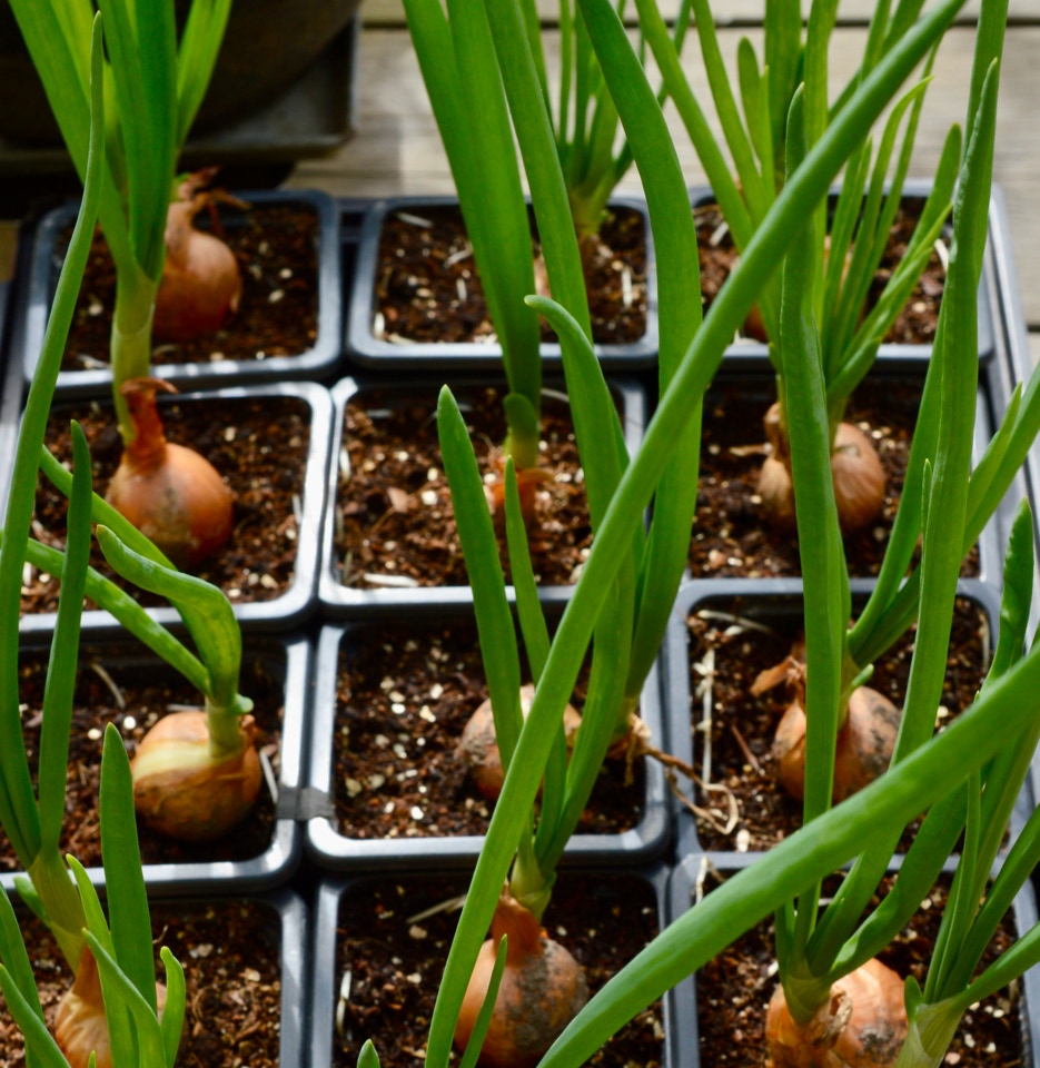 skalotte loeg shallots  April 2024