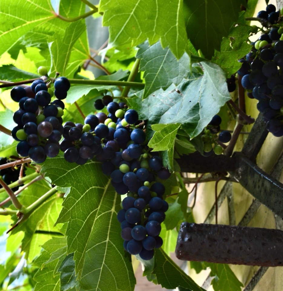 Blaa druer blue grapes