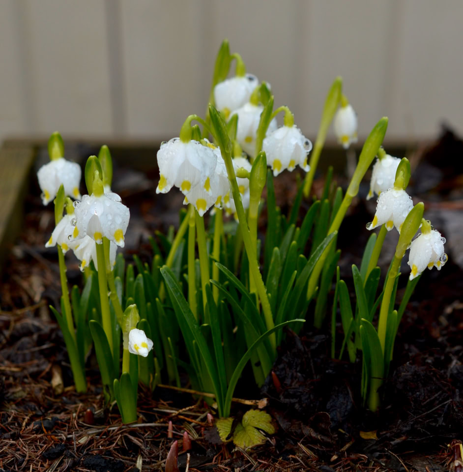 Leucojum vernum - білоцвіт