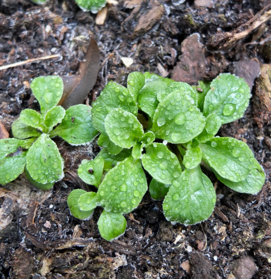 Feldsalat, Valerianella locusta,   Lamb's lettuce, mâche, rapunzel 