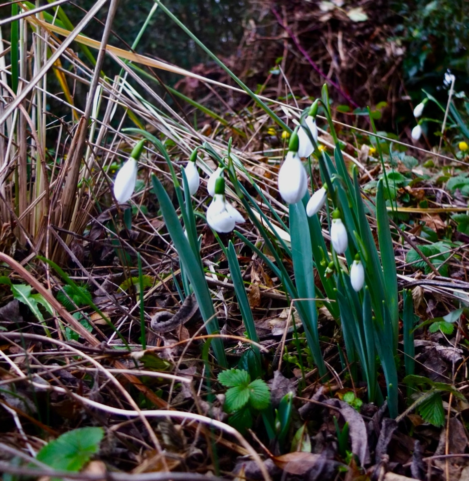   Vintergækker Galanthus nivalis  