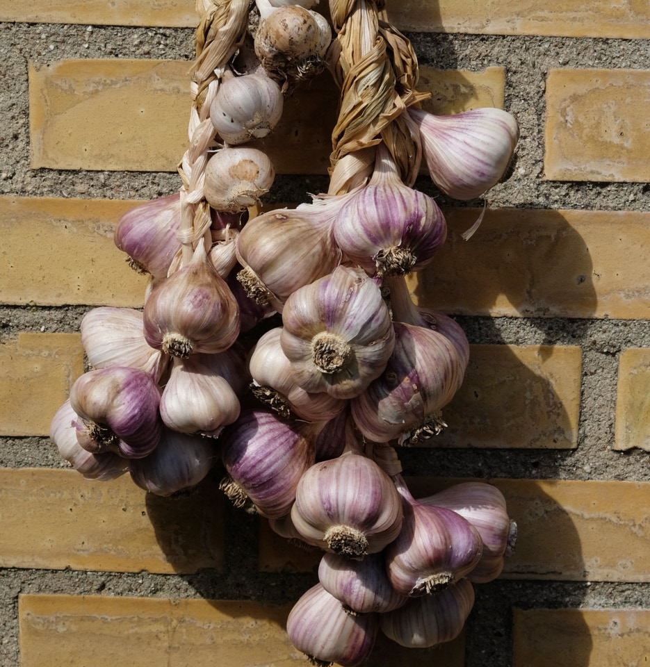 Garlic braid softneck