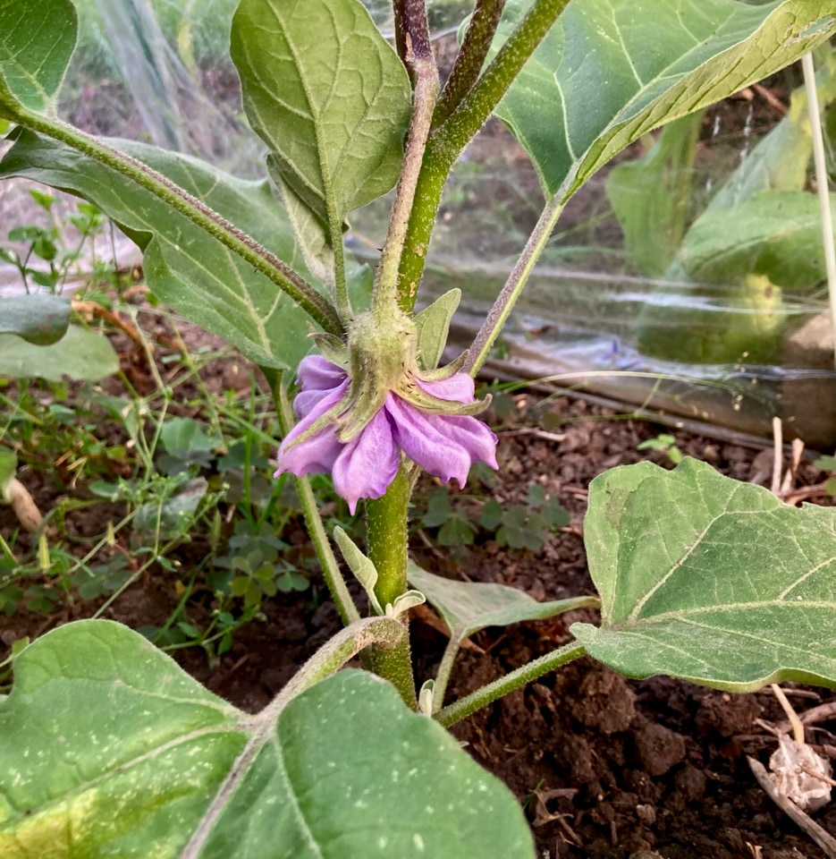 Aubergine Globus Ukrainsk