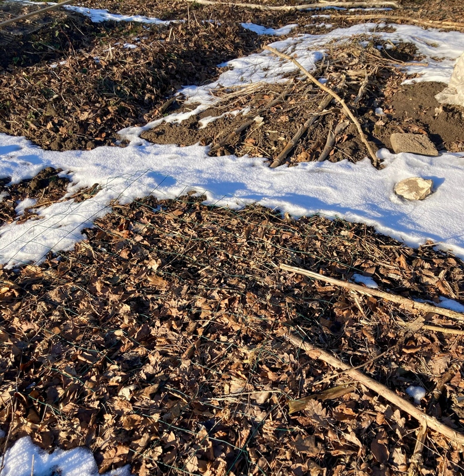 Last frost - Останній мороз?