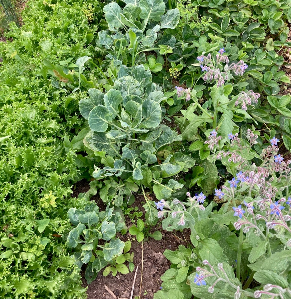 Bed lettuce, cauliflower - Рослини цвітної капусти