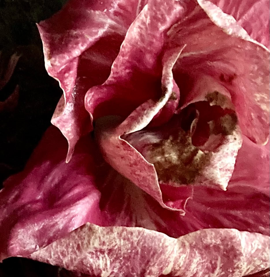 https://photo-gallery.dk radicchio julesalat