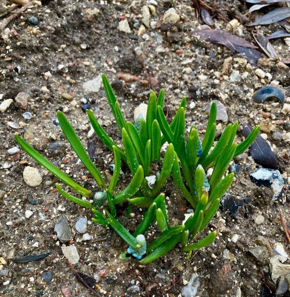 Perlehyacint Muscari shooting