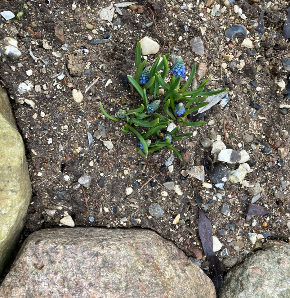 Muscari pale blue