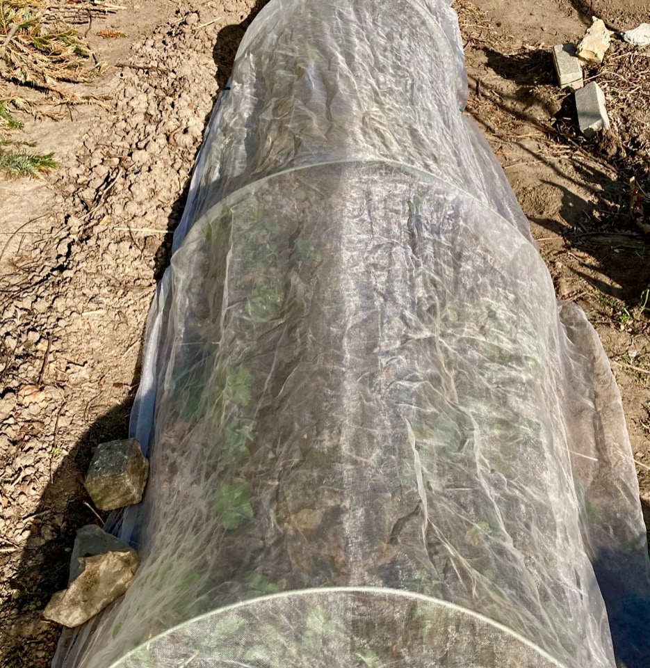 Jordbær under net netted strawberries