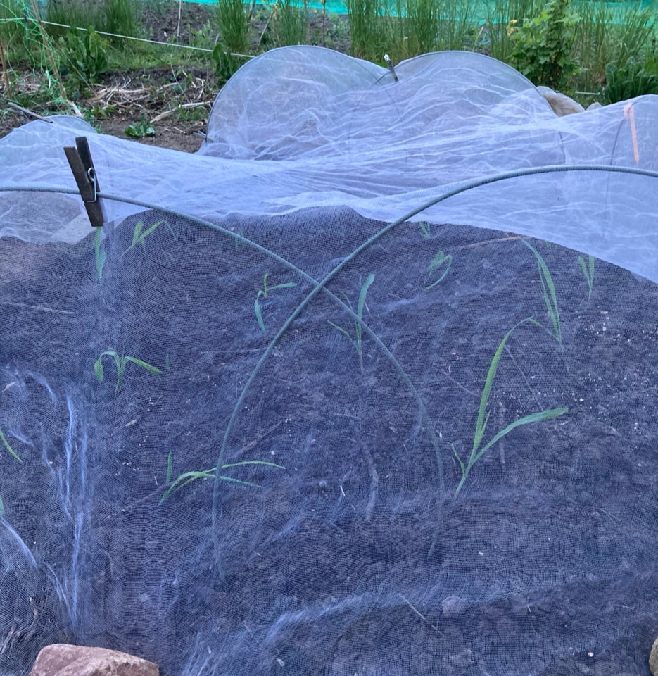 Nysatte majsplanter non sweet corn