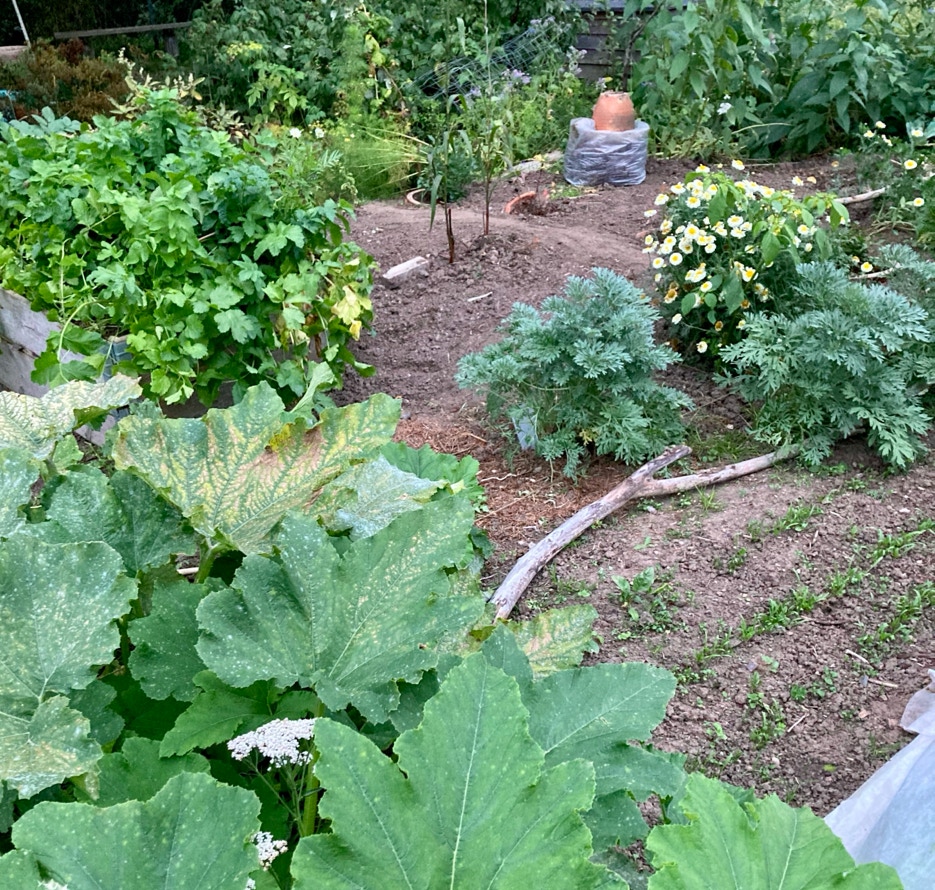 Efteraar have autumn fall vegetable garden