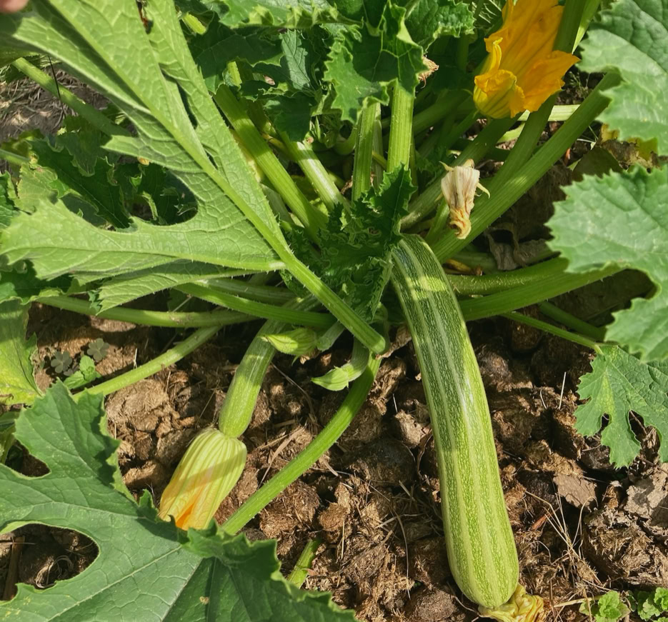 Zucchini - Кабачки 
