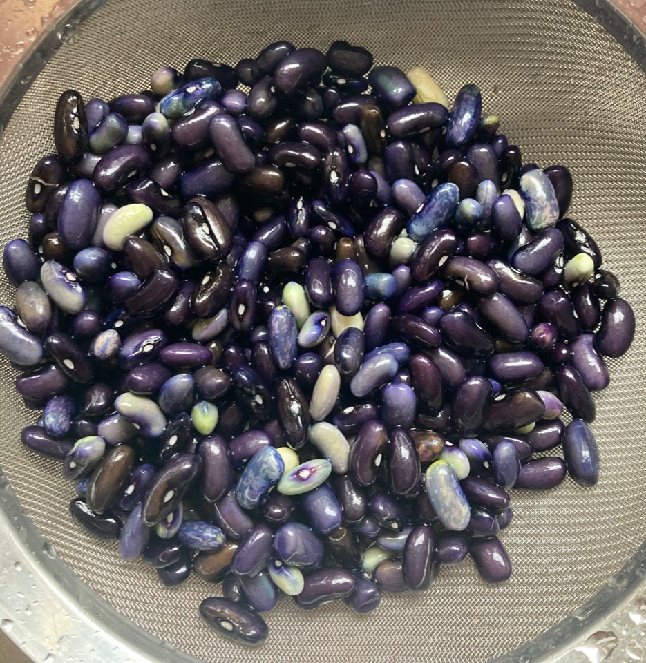 Cherokee trail of tears